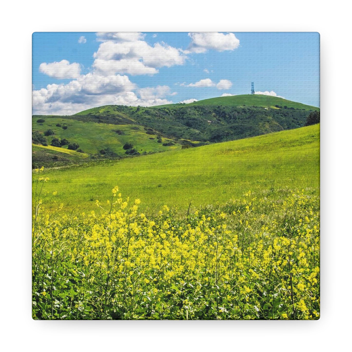 Field of Yellow and Green