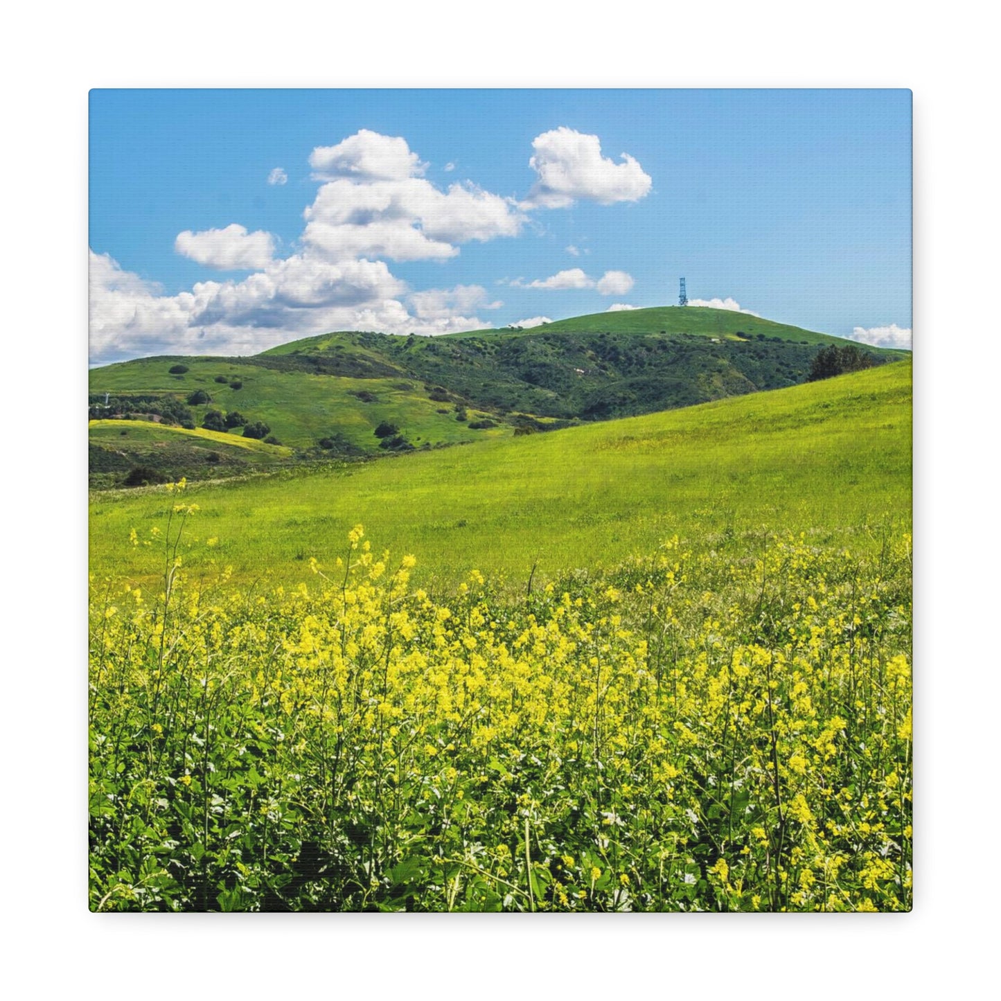 Field of Yellow and Green