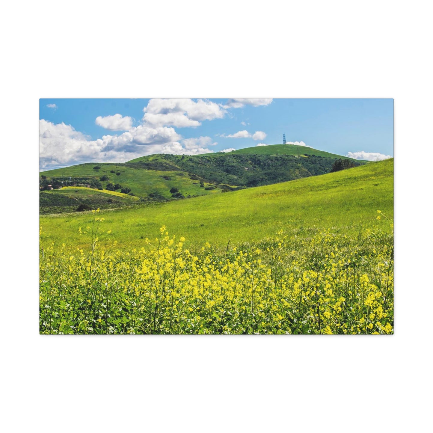 Field of Yellow and Green