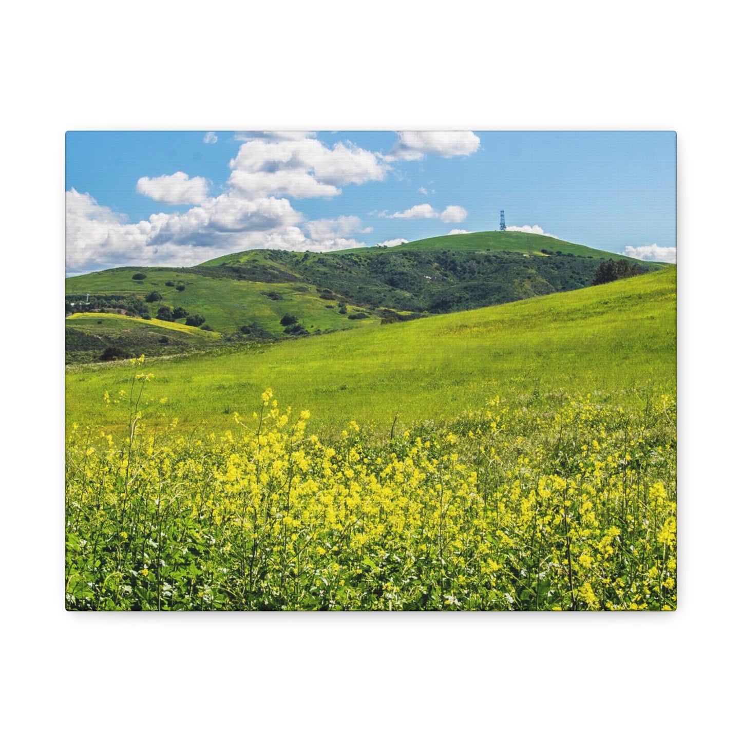 Field of Yellow and Green