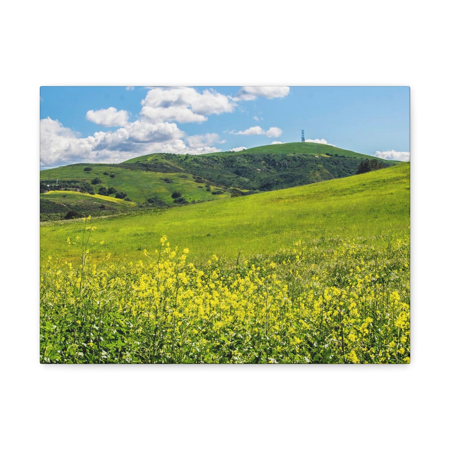 Field of Yellow and Green