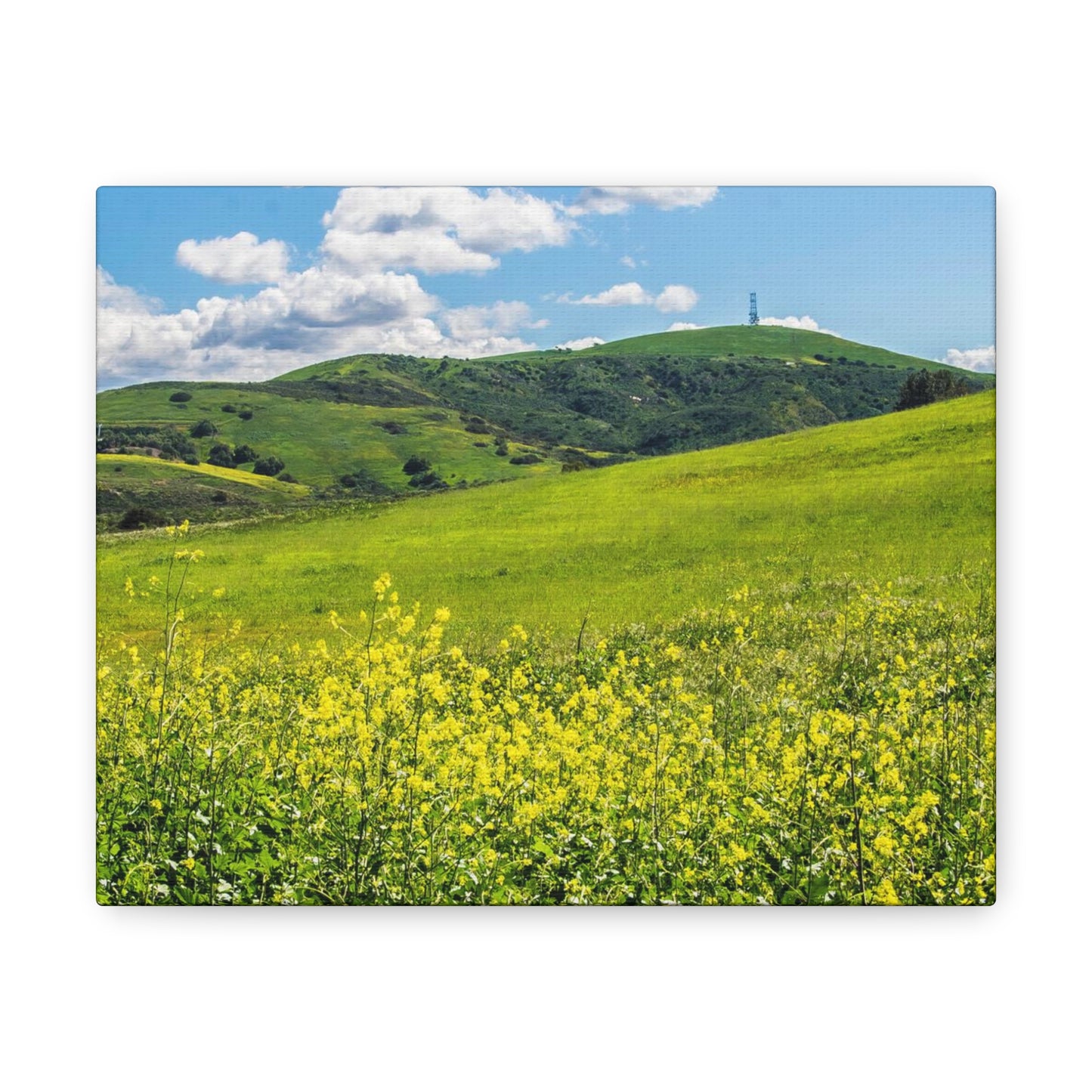 Field of Yellow and Green