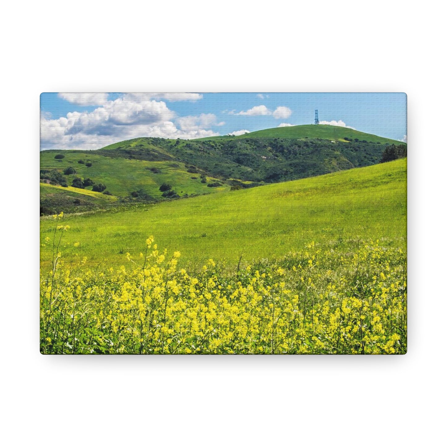 Field of Yellow and Green