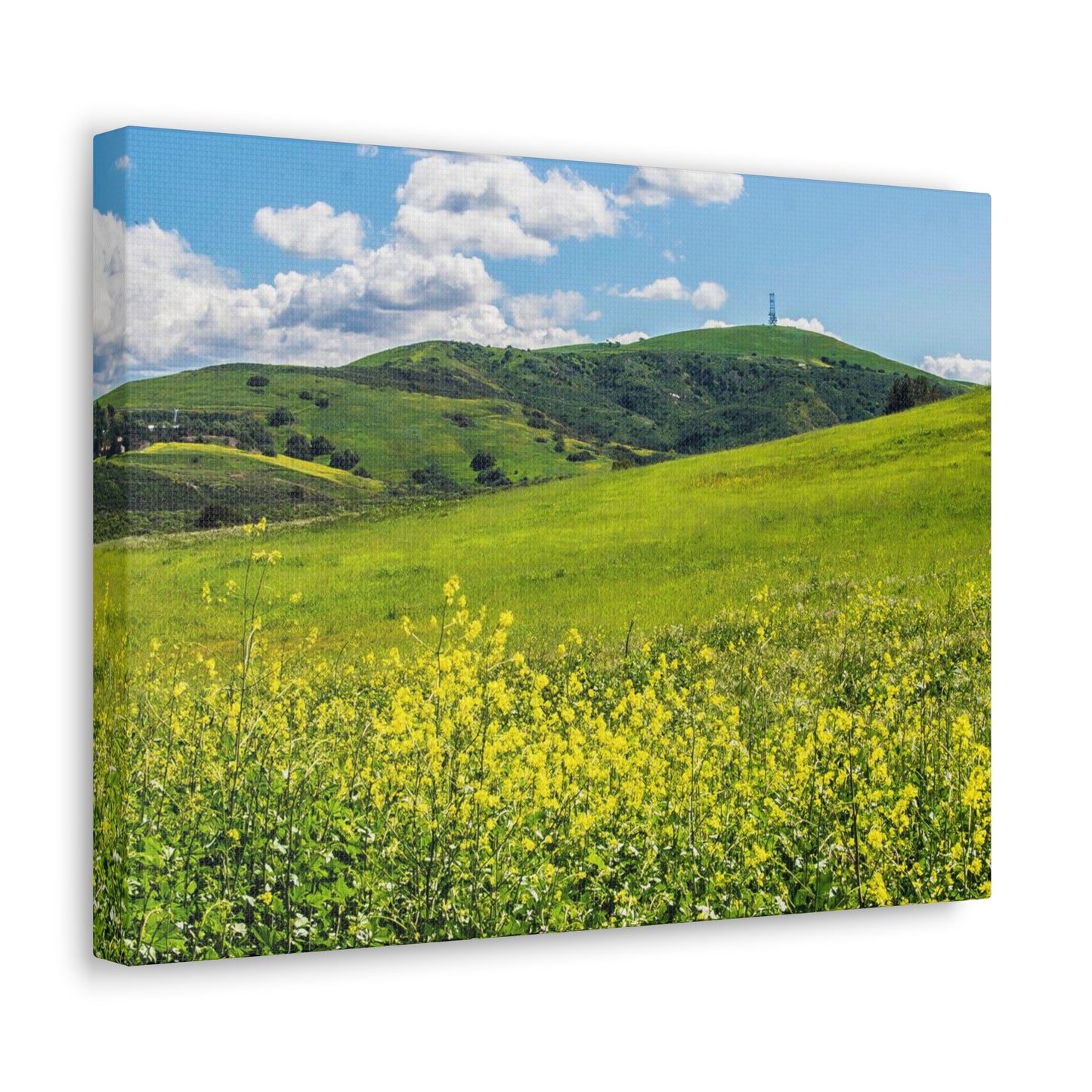 Field of Yellow and Green