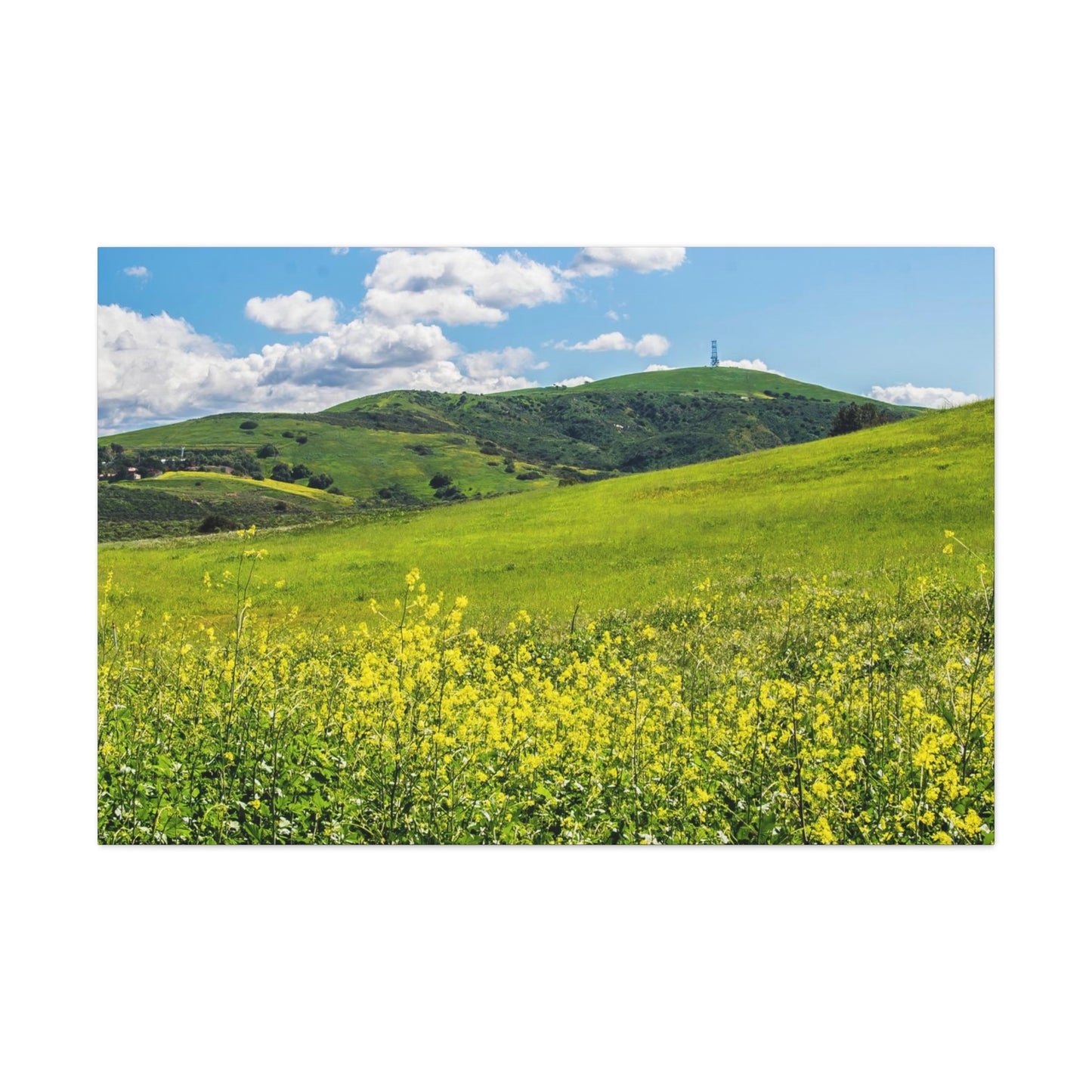 Field of Yellow and Green