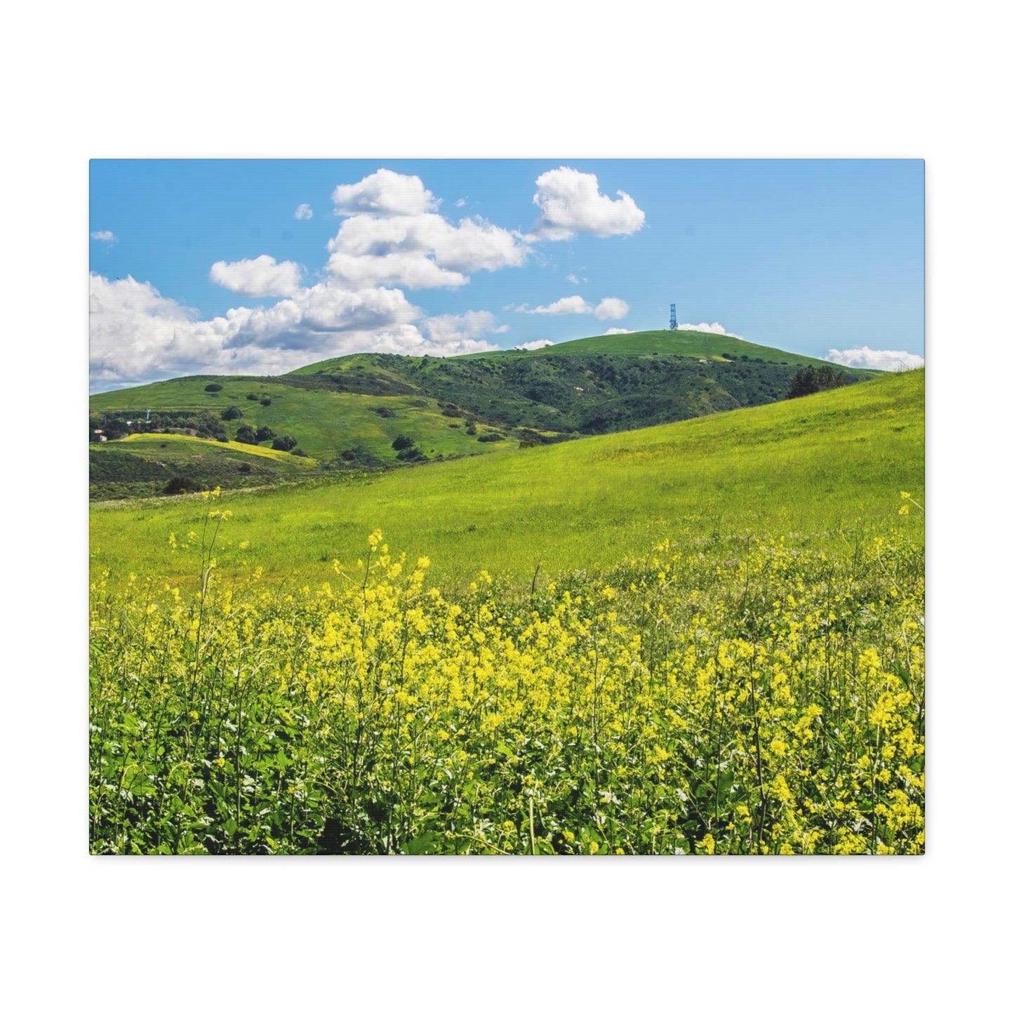 Field of Yellow and Green