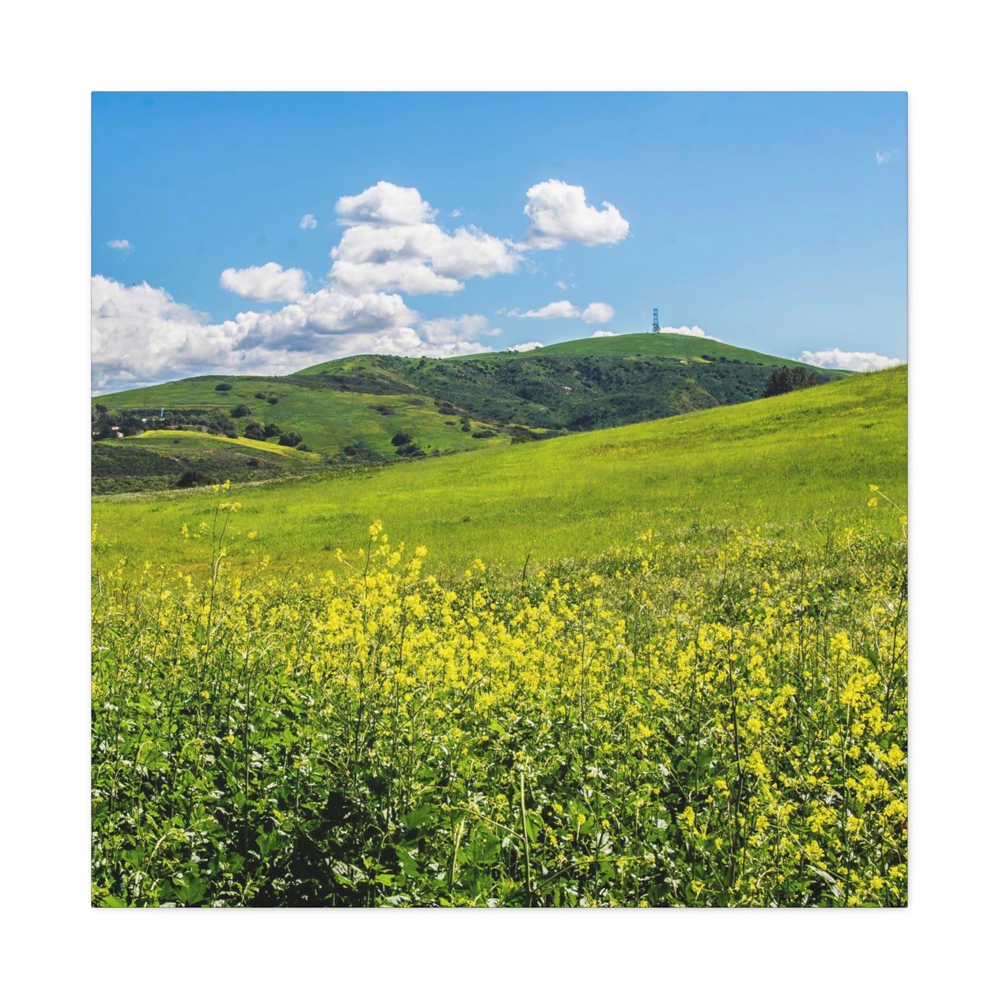 Field of Yellow and Green