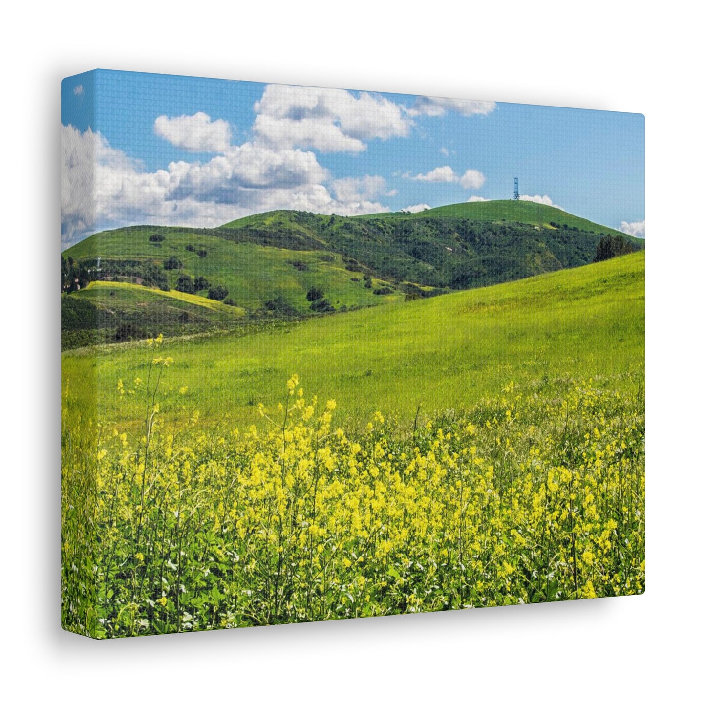 Field of Yellow and Green